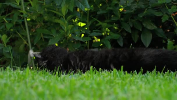 Black Scottish fold cat — Stock Video