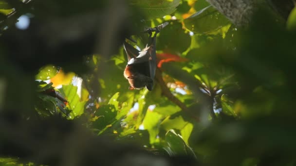 Flying fox hanging on a tree branch and washing up — Stock Video