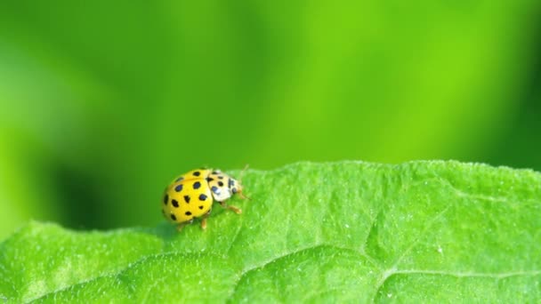 Ladybug in the grass — Stock Video