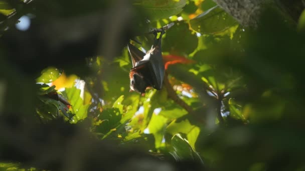 Pteropus opknoping op een boomtak en de afwas — Stockvideo