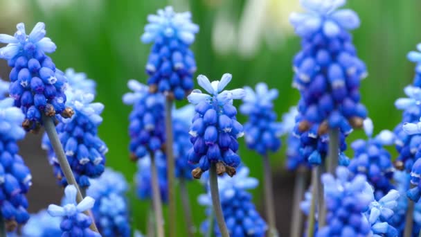 Muscari kék virágok esőcseppek — Stock videók
