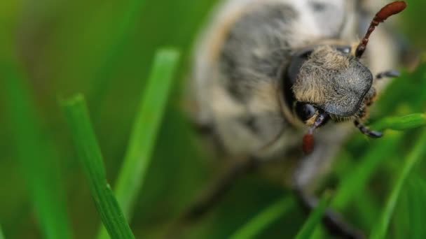 Peut-insecte scarabée dans l'herbe — Video