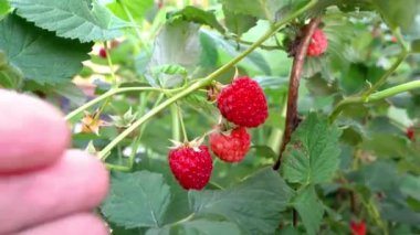 Ahududu toplama eller