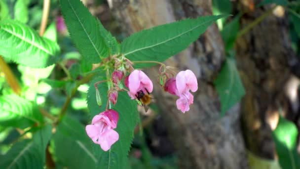 Impatiens Glandulifera Royle Bumblebee Himalaia Polinato Bálsamo — Vídeo de Stock