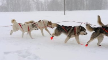 Husky kızak köpekleri köpek-sürücü ile takım