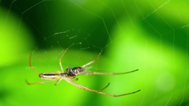 Örümcek web, av yiyor