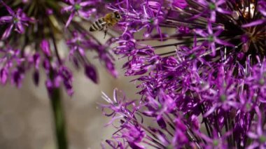 Soğan çiçek arıya