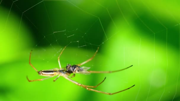 Spindel på webben, äter bytesdjur — Stockvideo