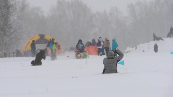 Team van husky sledehonden met hond-stuurprogramma — Stockvideo