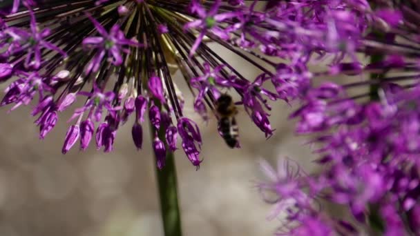 Μέλισσα πάνω κρεμμύδι λουλούδια — Αρχείο Βίντεο