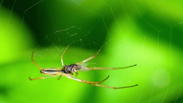 Araña en la web, come presas — Vídeo de stock