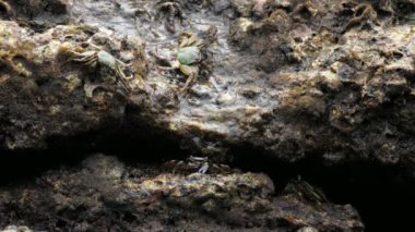 Sahilde rock üzerinde Yengeç