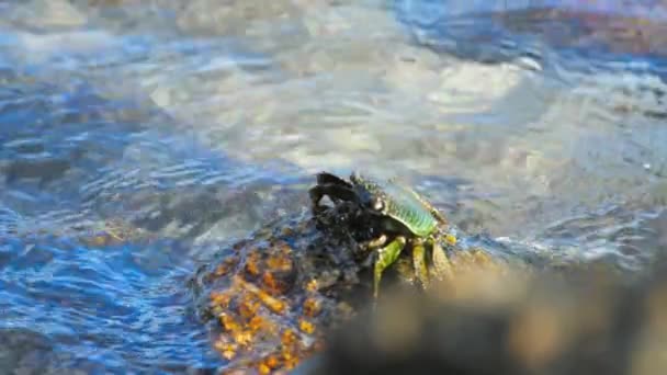Krab na skále na pláži — Stock video