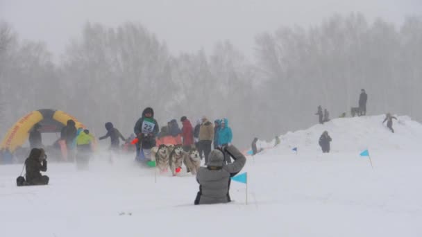 Equipo de perros de trineo husky con conductor de perros — Vídeos de Stock