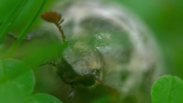 Maj-bug skalbagge i gräs — Stockvideo