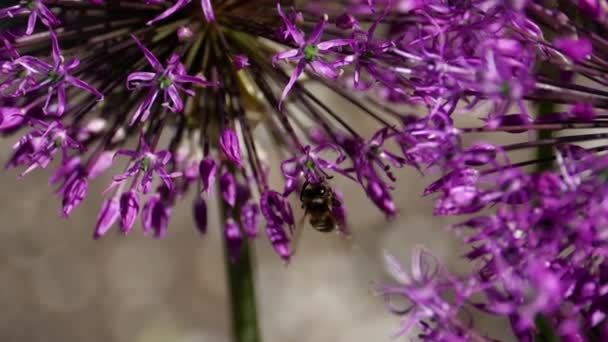 Пчела на луковых цветах — стоковое видео