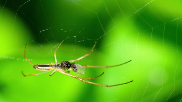 Araña en la web, come presas — Vídeo de stock