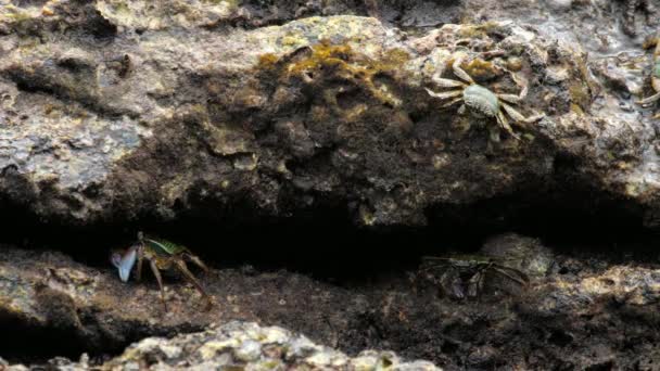 Crabes sur le rocher à la plage — Video