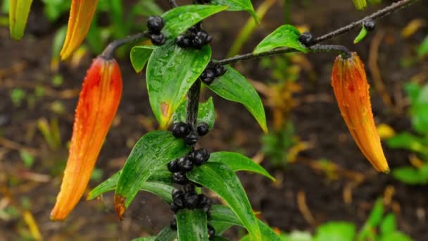 Orangene Lilienknospen nach Regen — Stockvideo