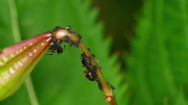 Yakın çekim karıncalar ve yaprak biti