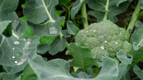 Brokkoli, Brassica oleracea — Stockvideo