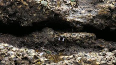 Sahilde rock üzerinde Yengeç