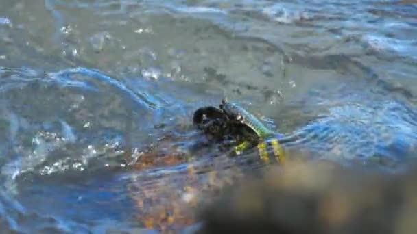 Crab on the rock at the beach — Stock Video