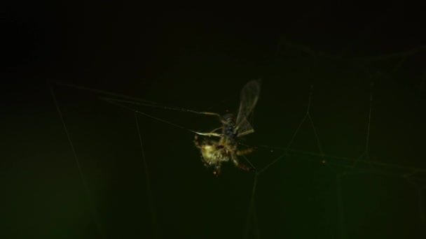 在网上，蜘蛛吃猎物 — 图库视频影像