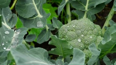 Brokoli, Brassica oleracea