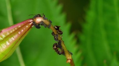 Yakın çekim karıncalar ve yaprak biti