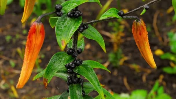 Orangene Lilienknospen nach Regen — Stockvideo