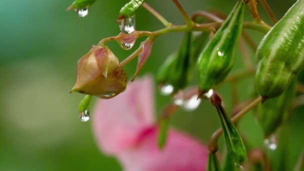 Glandulifera impatiens Royle με σταγόνες της βροχής — Αρχείο Βίντεο