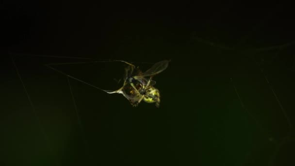 Araignée sur la toile, mange des proies — Video