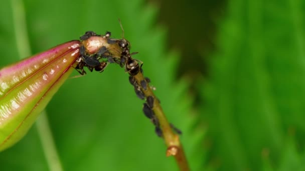 Крупным планом муравьи и тля — стоковое видео