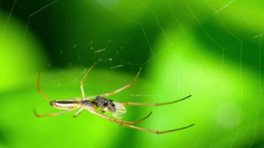 Örümcek web, av yiyor