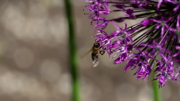 Biene auf Zwiebelblumen — Stockvideo