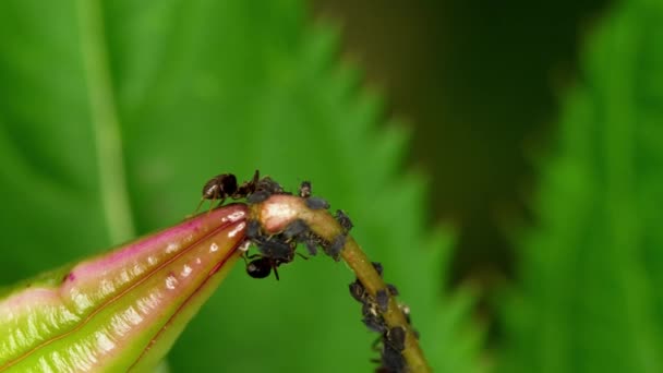 Hormigas y pulgones cercanos — Vídeos de Stock