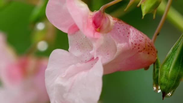 Ungeduldig glandulifera royle mit Regentropfen — Stockvideo