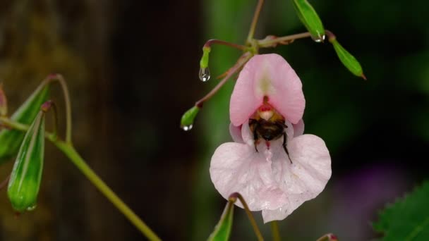 Impatiens glandulifera Royle i trzmiel — Wideo stockowe