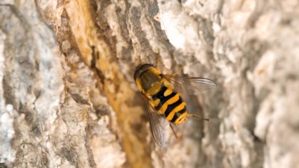 Hoverfly gul-svart närbild — Stockvideo