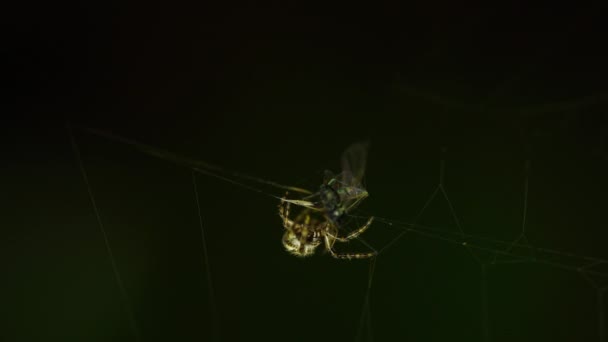 Ragno sul web, avvolge moscerino nel bozzolo — Video Stock