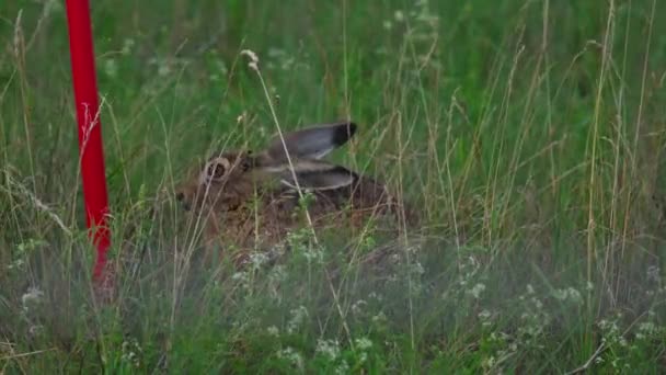 Liebre Europea Lepus Europaeus Cerca Pista Aeropuerto Dusseldorf Alemania — Vídeos de Stock