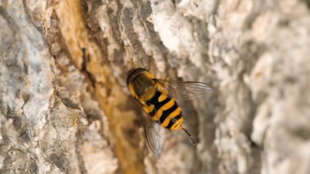 Γκρο πλαν hoverfly κίτρινο-μαύρο — Αρχείο Βίντεο