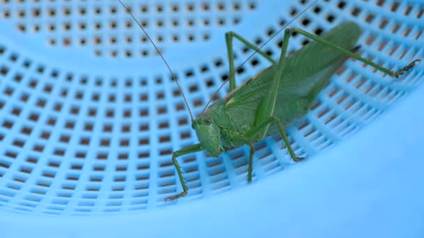 Stora gröna gräshoppor kvinna — Stockvideo
