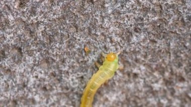 Kaldırımda sürünerek huş sawfly larva