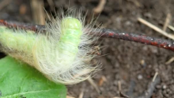 Large Green Hairy Caterpillar Acronicta Leporina Larva Crawling Close — Stock Video