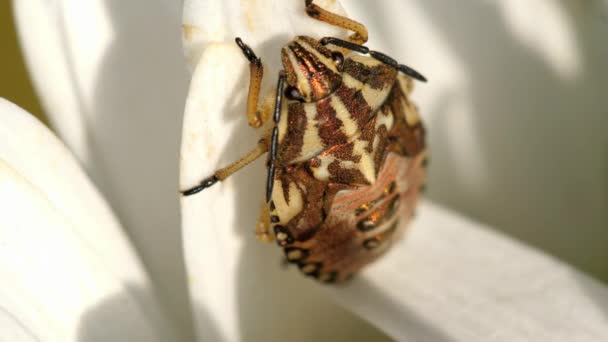 Brown Marmorated Stink Bug — Stock Video