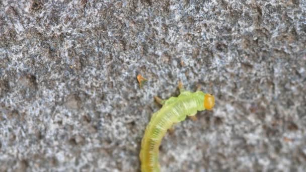 La larva de la sierra de abedul arrastrándose por el pavimento — Vídeos de Stock
