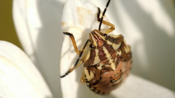 Marrón marmorated apestoso insecto — Vídeo de stock