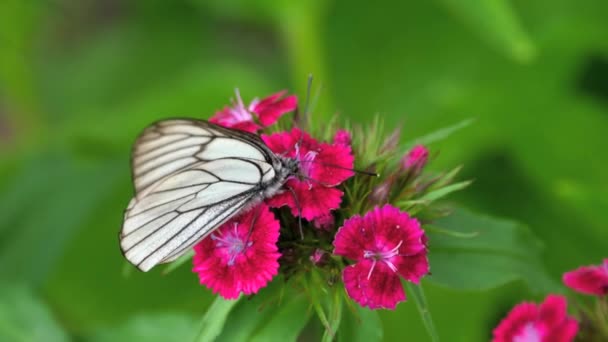 Farfalla bianca venata nera — Video Stock